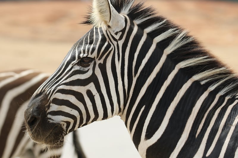 Wildlife Safari