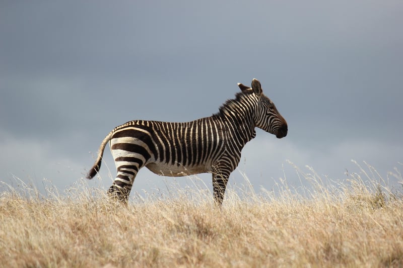 Zebra Safari